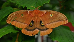 Polyphemus Moth Picture