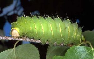 Polyphemus Moth Carterpillar Photo