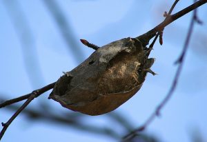 Polyphemus Moth Cocoon Image