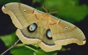 Images of Polyphemus Moth