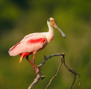 Roseate Spoonbill Picture