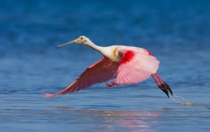 Roseate Spoonbill Flight Photo