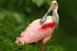 Images of Roseate Spoonbill