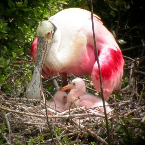 Roseate Spoonbill Nest and Babies Image