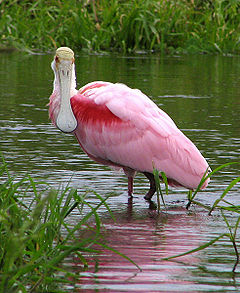 Pictures of Roseate Spoonbill