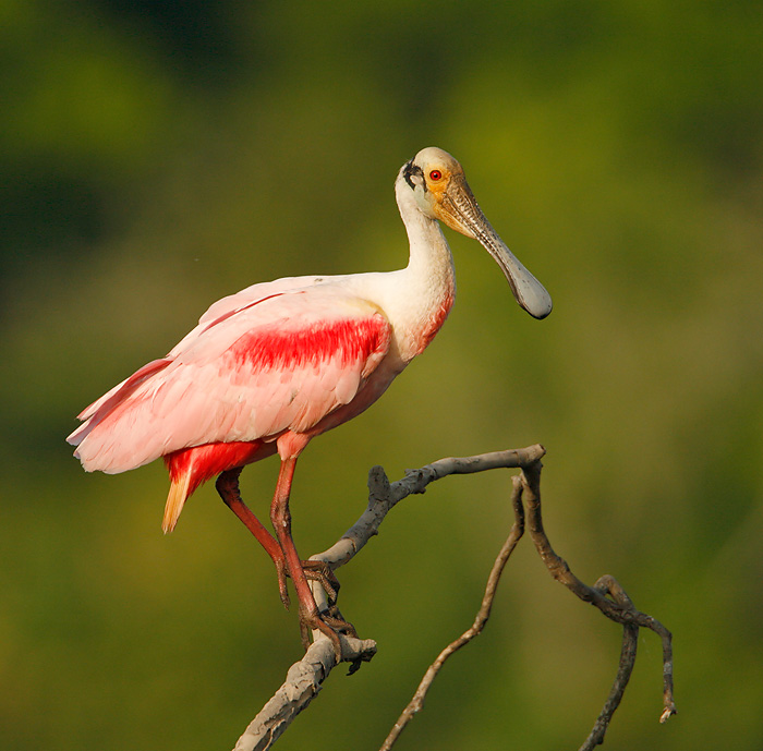 types of spoonbill bird