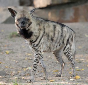 Striped Hyena Picture