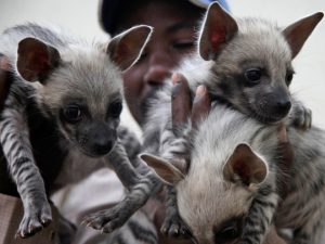 Striped Hyena Cubs Image