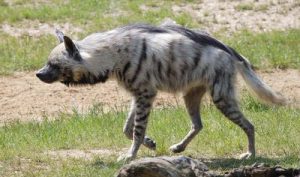 Images of Striped Hyena