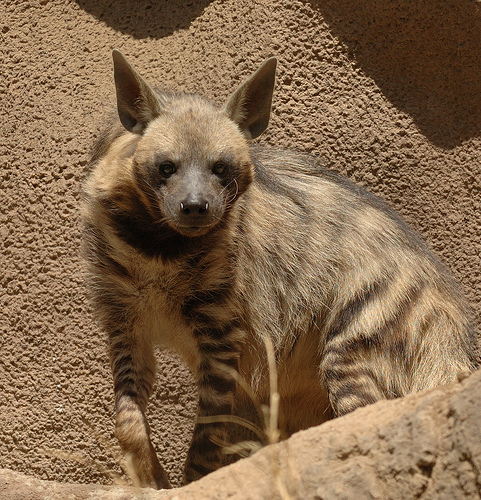 Photos of Striped Hyena