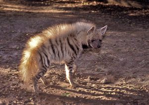 Pictures of Striped Hyena