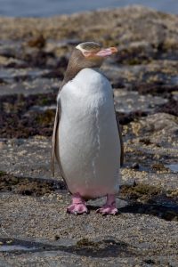 Yellow-Eyed Penguin Picture