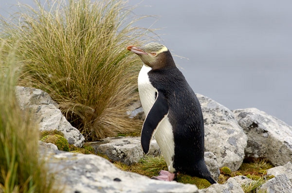 Images of Yellow-Eyed Penguin
