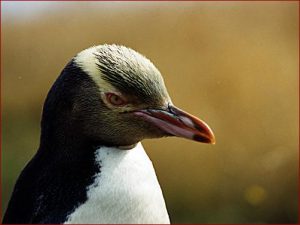 Photos of Yellow-Eyed Penguin