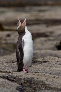 Pictures of Yellow-Eyed Penguin