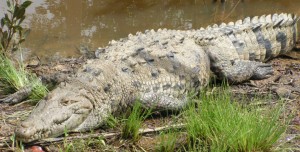 American Crocodile Picture