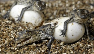 American Crocodile Eggs Photo