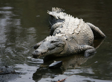 Images of American Crocodile
