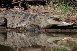 Photos of American Crocodile