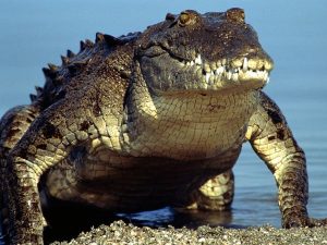 Pictures of American Crocodile