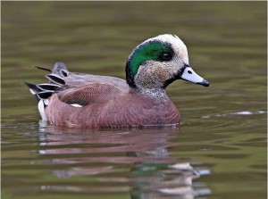 American Wigeon Picture