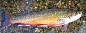 Images of Brook Trout