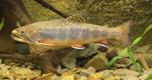 Photos of Brook Trout