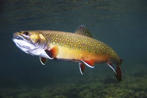 Pictures of Brook Trout