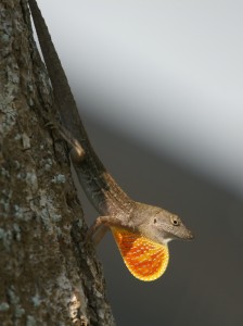 Brown Anole Picture
