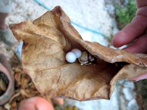 Brown Anole Eggs Image