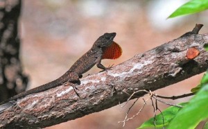 Images of Brown Anole