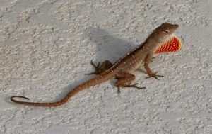 Photos of Brown Anole