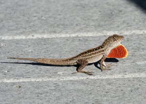 Pictures of Brown Anole