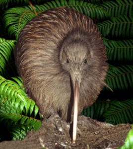 Photos of Brown Kiwi