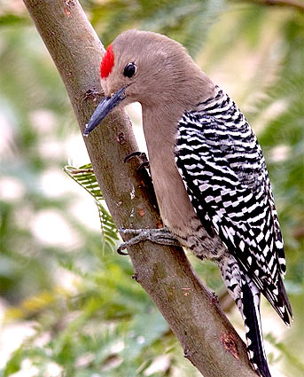 Images of Gila Woodpecker