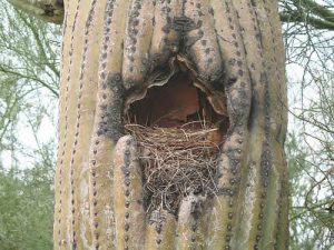 Gila Woodpecker Nest Photo