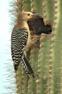 Photos of Gila Woodpecker