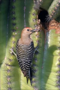 Pictures of Gila Woodpecker