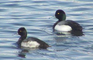 Photos of Greater Scaup