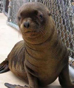 Steller Sea Lion Picture