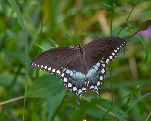 Spicebush Swallowtail Picture