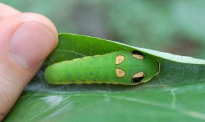 Spicebush Swallowtail Caterpillar Image