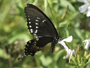 Photos of Spicebush Swallowtail