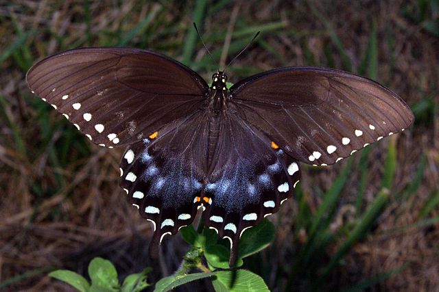 Pictures of Spicebush Swallowtail