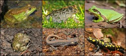 Amphibian Conservation Photo