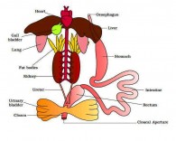 Amphibian Digestive System Picture
