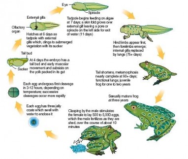 Amphibian Reproduction Picture