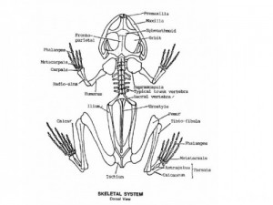 Amphibian Skeletal System Image