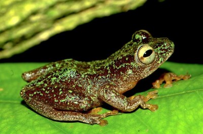 Description of Amphibians