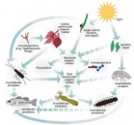 Amphibians Eat Picture